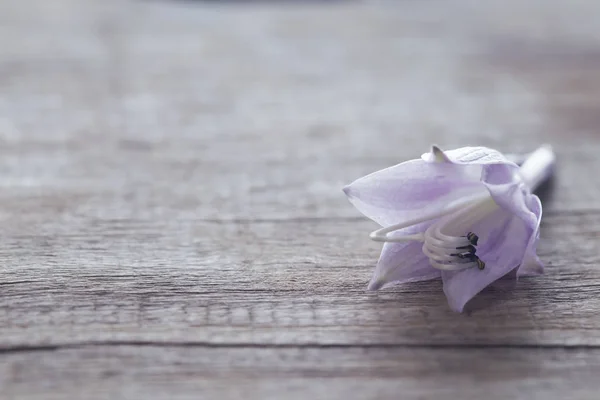 Delicada flor de lila en un tablero gris —  Fotos de Stock