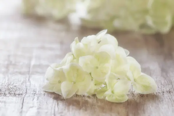 Flor de hortensia en un tablero —  Fotos de Stock