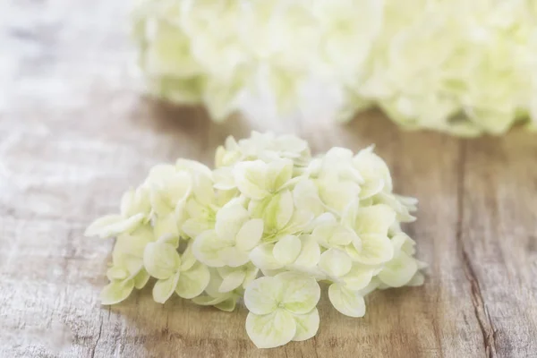 Flor de hortensia en un tablero —  Fotos de Stock