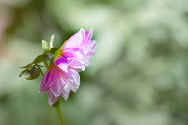 Pink flower the dahlias lit with the sun — Stock Photo, Image