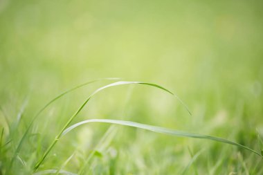 Bir çim yeşil arka plan