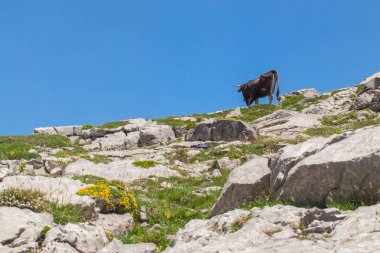 Dağlarda bir mera üzerinde inek.