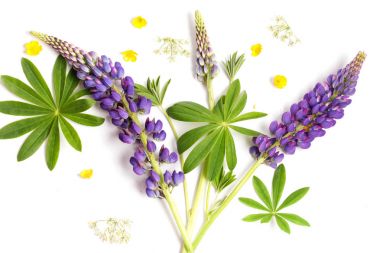 Menekşe çiçek ve yaprak beyaz bir arka plan üzerinde