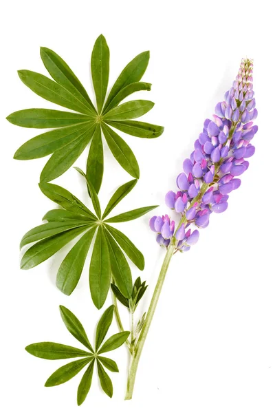 Menekşe çiçek ve yaprak beyaz bir arka plan üzerinde