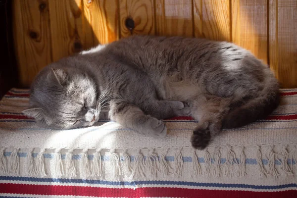 Den grå katten sover på en Kista — Stockfoto