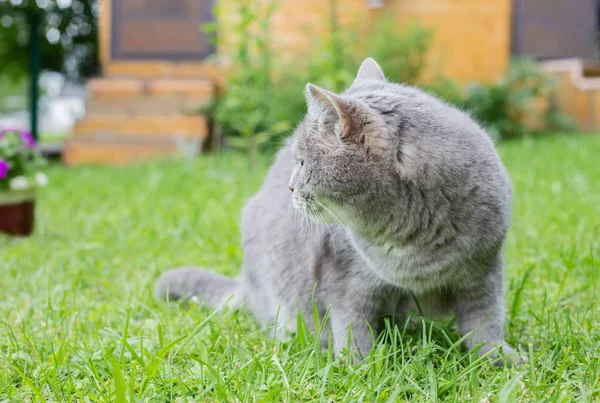 Gray cat on a green lawn.