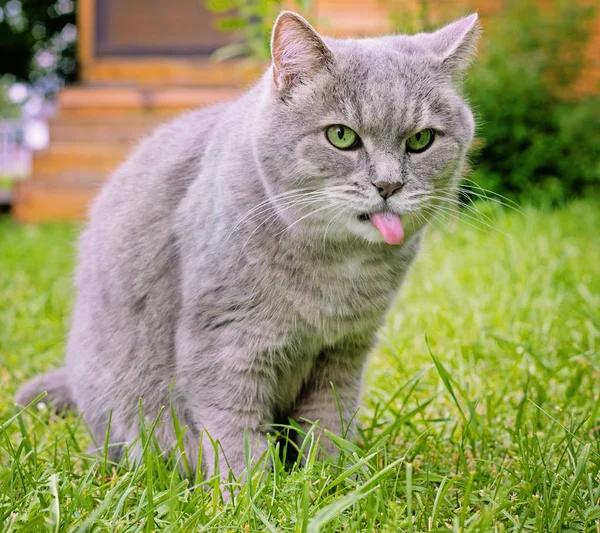 Gri kedi dışarı flicked dil üzerinde bir yeşil çim ile