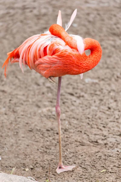 Flamingo auf Sand — Stockfoto