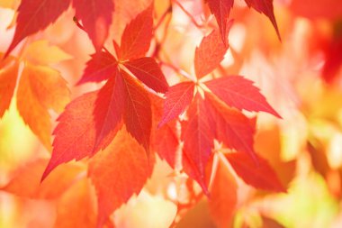 arka plandan sonbahar yaprakları.