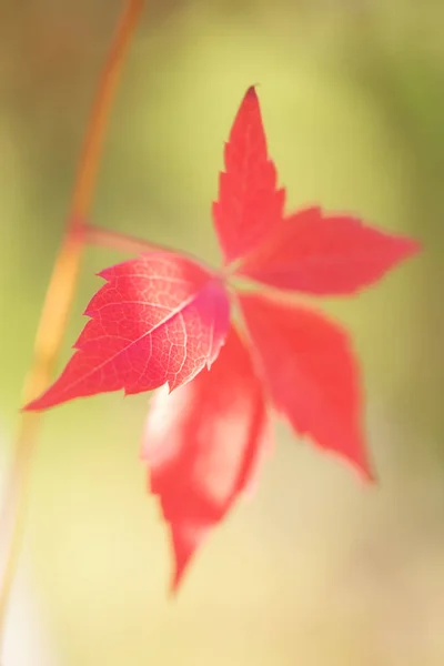 Tek kırmızı sonbahar yaprak — Stok fotoğraf
