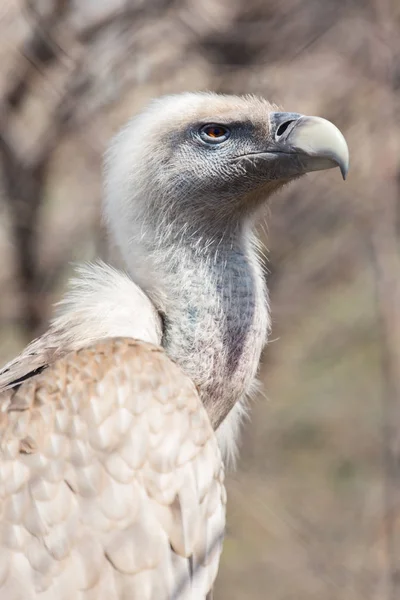 Bir profil akbaba kafasından.