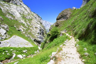 Patika Picos de Europa, dağlarda yaz güneşli da İspanya,