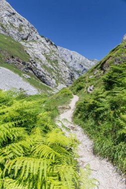 Patika dağlarda Picos de Europa, İspanya