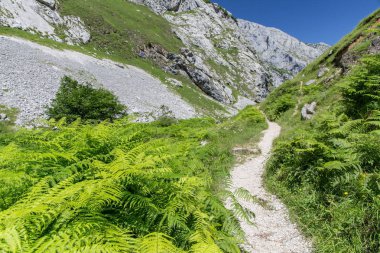 Patika dağlarda Picos de Europa, İspanya