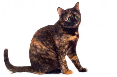 Kaplumbağa kedi beyaz bir arka plan üzerinde.