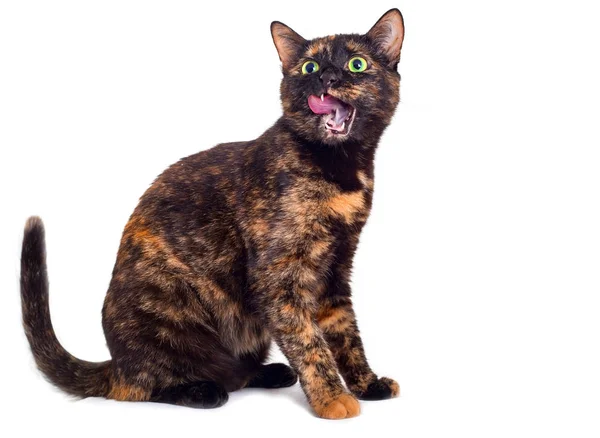 Kaplumbağa kedi dudaklarını yalıyor