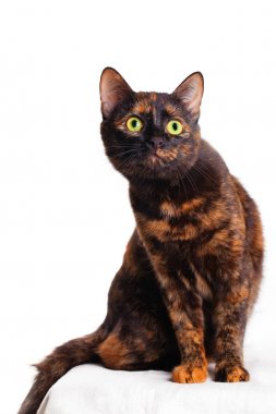 Kaplumbağa kedi beyaz bir arka plan üzerinde.