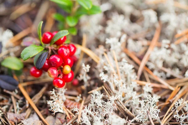 Red berry of cowberry — Stock Photo, Image