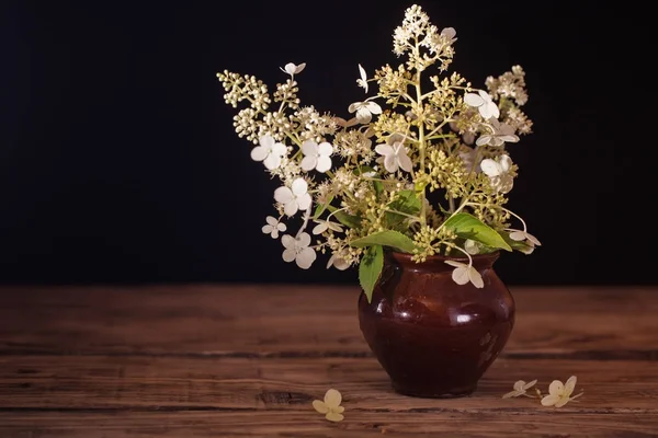 Hortensias en panico en una maceta de cerámica —  Fotos de Stock