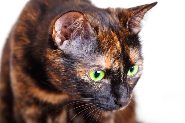 Retrato do gato variegado que está atentamente olhando para o lado — Fotografia de Stock