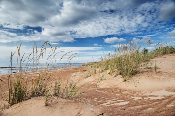 Sandy dunes üzerinde Ladoga sahil, Karelya, Rusya Federasyonu