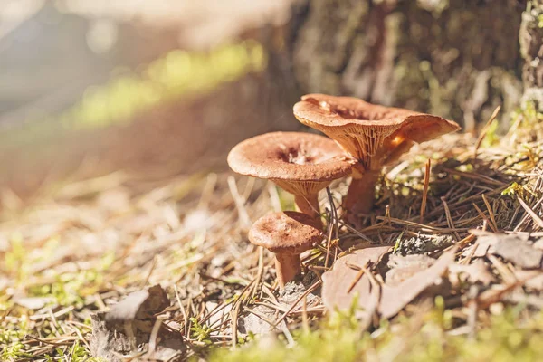 The mushrooms in needles lit with the sun