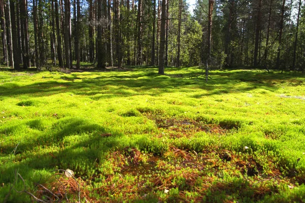 The forest glade lit with the sun