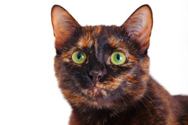 Rengarenk kedi portresi