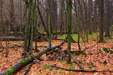 Sonbahar ahşap eskitme aşağı çürümüş ağaçları ile