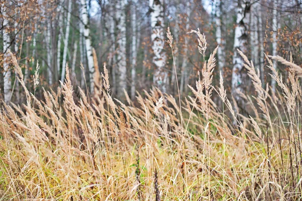 Dry autumn grass in a birchwood. — Stock Photo, Image