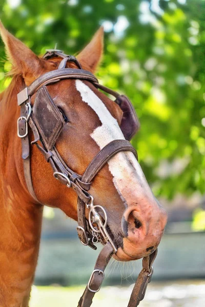 La cabeza de un caballo de la bahía con una brida y anteojeras en los ojos — Foto de Stock