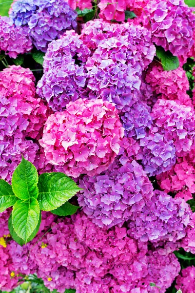 Mehrfarbige Hortensien, große Blüten — Stockfoto