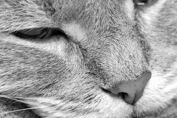 Fragment d'un museau de chat, photo noir et blanc — Photo