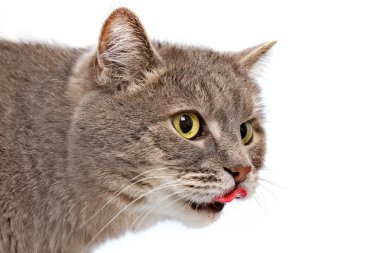 Gri kedi flicked ile namlu WHI dil dili dışarı