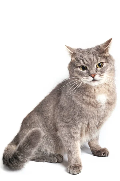 Gray Cat Sits Having Pressed Ears Close Selective Focus Isolated — Stock Photo, Image