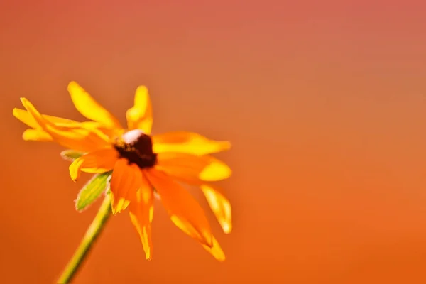 Gelbe Blume Eine Gerbera Der Linken Unteren Ecke Getönter Freier — Stockfoto