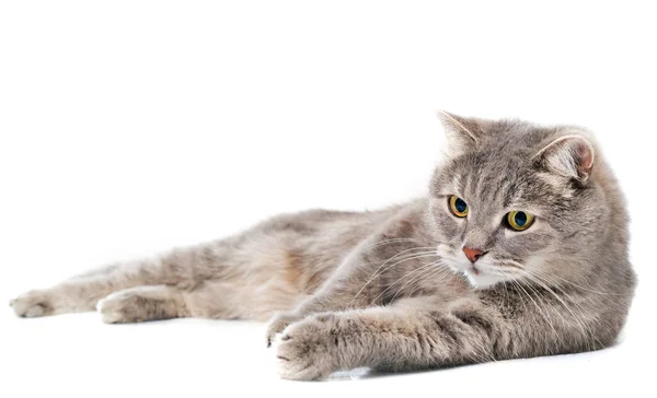Bir yanda, beyaz bir arka plan Gri kedi yatıyor