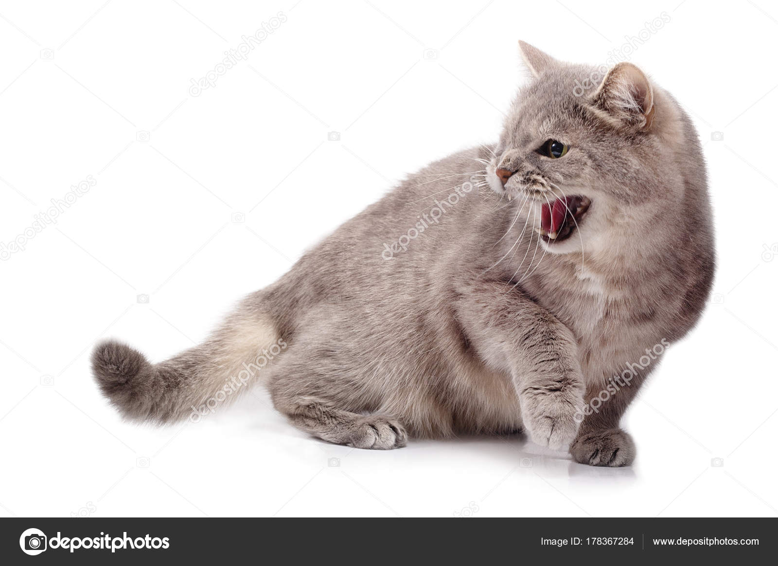 Kucing pemarah yang marah dengan latar belakang putih u2014 Stok Foto 