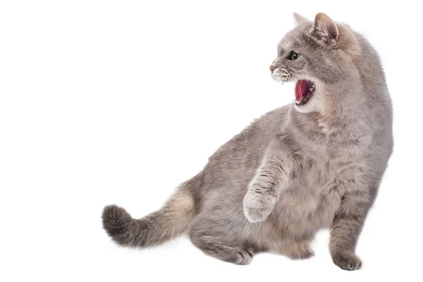 Beyaz zemin üzerine Öfkeli öfkeli kedi