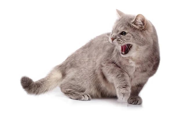 Beyaz zemin üzerine Öfkeli öfkeli kedi