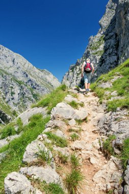 Picos De Avrupa, İspanya - 9 Temmuz 2016: Genç adam bir parça Dağları'nda bir sırt çantası ile. Yaz, parlak güneş, yeşil çim