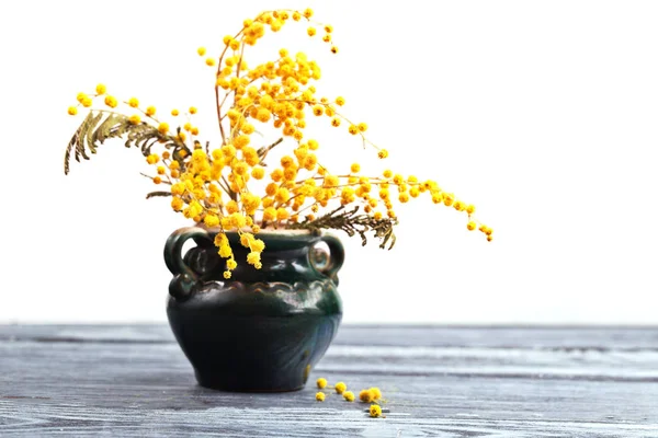 Fiori gialli di un mimosa in un vaso di ceramica su un backgrou bianco — Foto Stock