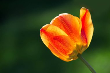 Lale çiçek Mevsimlik arka plan üzerine kapatın. Seçici yumuşak odak, yakın boş alan