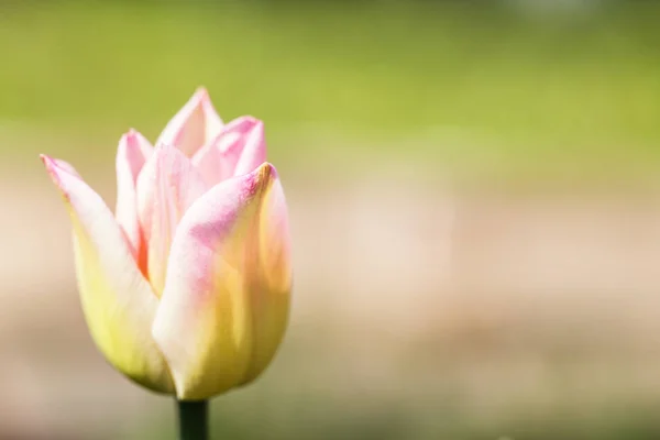 Flor Tulipa Perto Fundo Azul Foco Suave Seletivo Espaço Livre — Fotografia de Stock