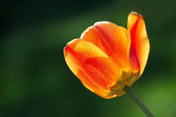 Flor Tulipa Perto Fundo Azul Foco Suave Seletivo Espaço Livre — Fotografia de Stock