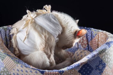 Bir kedi sterilizasyon operasyonundan sonra yalanıyor..