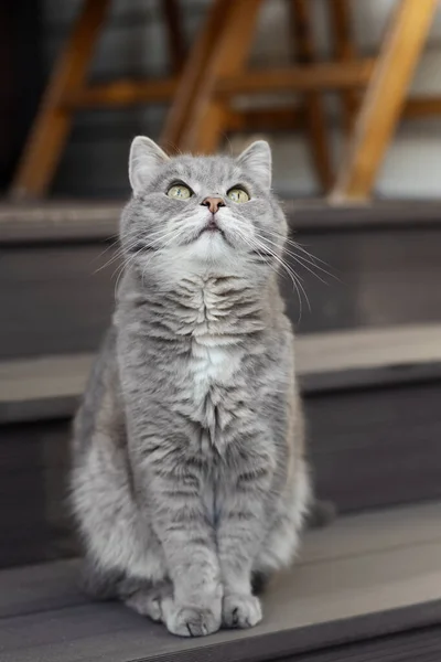 Die graue Katze sitzt auf den Stufen am Eingang zum Bauernhaus, hebt den Kopf und blickt auf — Stockfoto