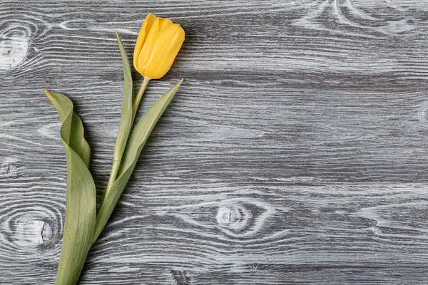 Yellow tulip on a gray old wooden table — Stock Photo, Image