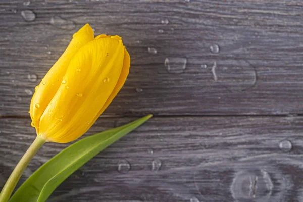 Única tulipa amarela com gotas de água em uma placa cinza . — Fotografia de Stock