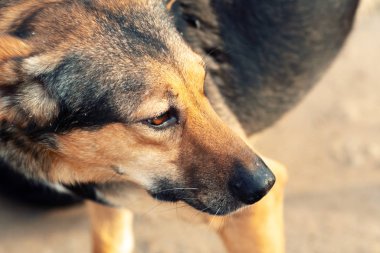 Kızıl saçlı iri yarı bir köpeğin portresi, Alman çoban köpeği fenotipi..